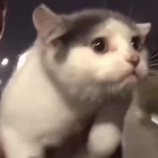 🐈