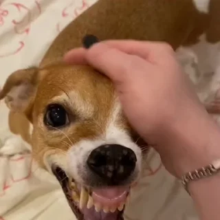 🐕