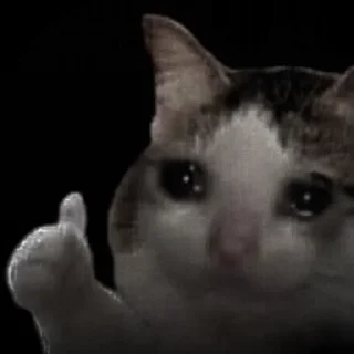 🐈‍⬛