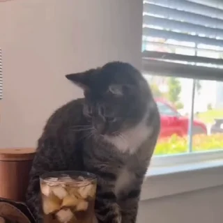 🐈‍⬛️
