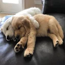 🐶