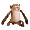 GA_Animals / @goldapple