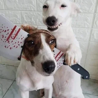 🐶