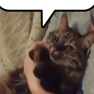 😺
