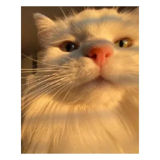 Ржачные животные