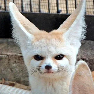 😠