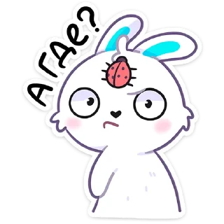 🐰