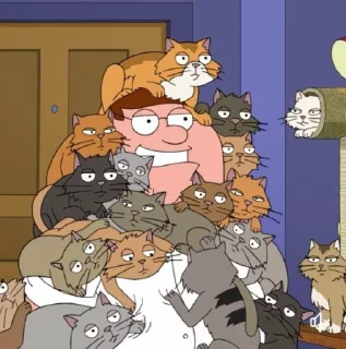 😼