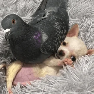 🐶