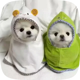 🐶