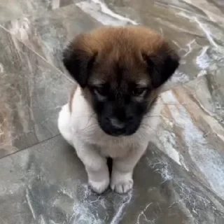 🌟