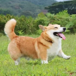 🐶