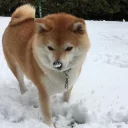 🐶