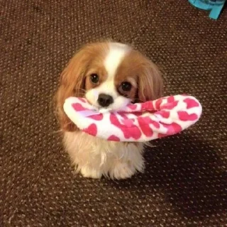 🐶
