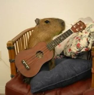 Capybara @MyselfMeandIo