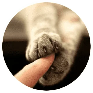 🐱