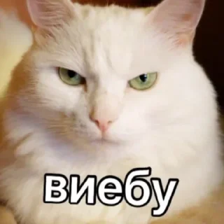 🐈