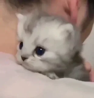🥺