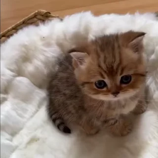🐱