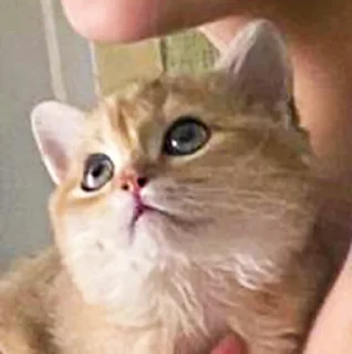 🤩