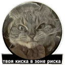 😼