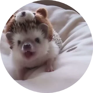 🦔