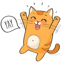 🐱