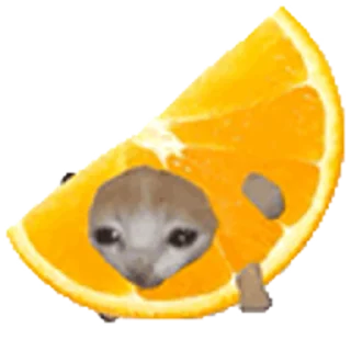 🐈