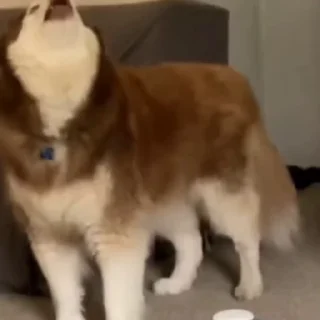 🐕