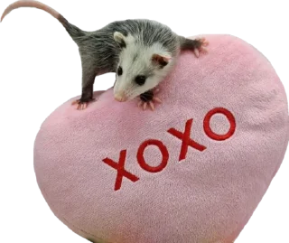 💓