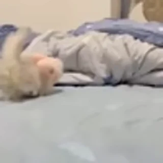 🐈‍⬛