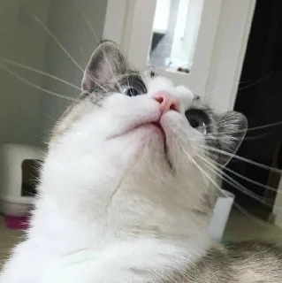 🐱