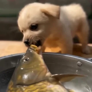 🐶