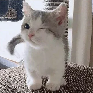😺