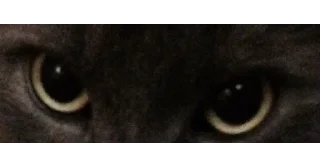 🐱