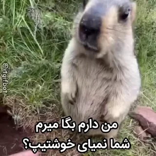 🦫