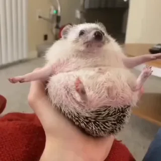 Прикольные животные @stickroom