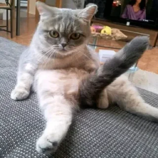 🍆