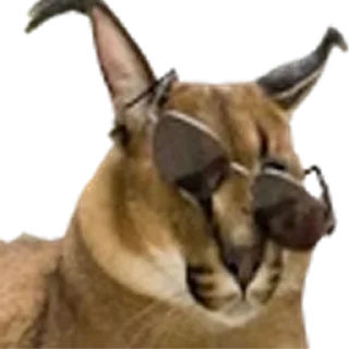 😎