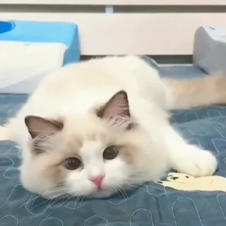 🤩