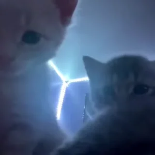 🐾
