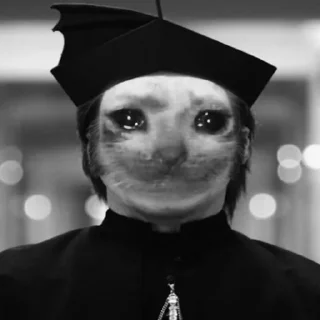 😿