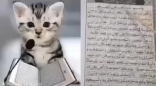 🐈