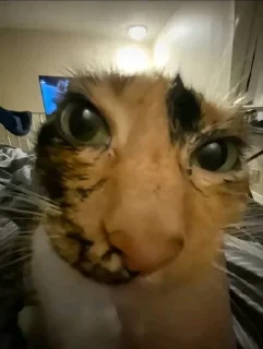 🌟