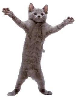 💃