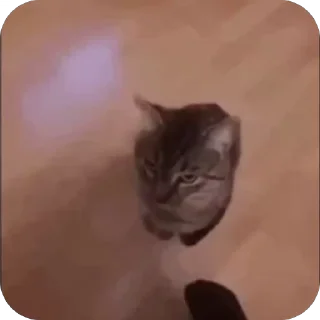 🤩