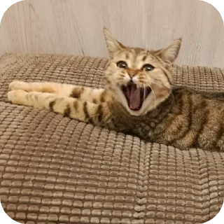 🤣