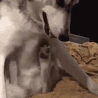 🐕