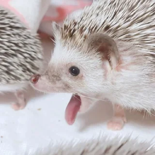😜