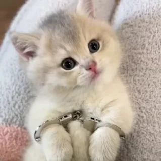 🐱